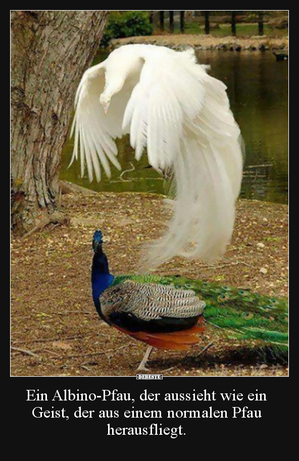 Ein Albino-Pfau, der aussieht wie ein Geist, der aus einem.. - Lustige Bilder | DEBESTE.de