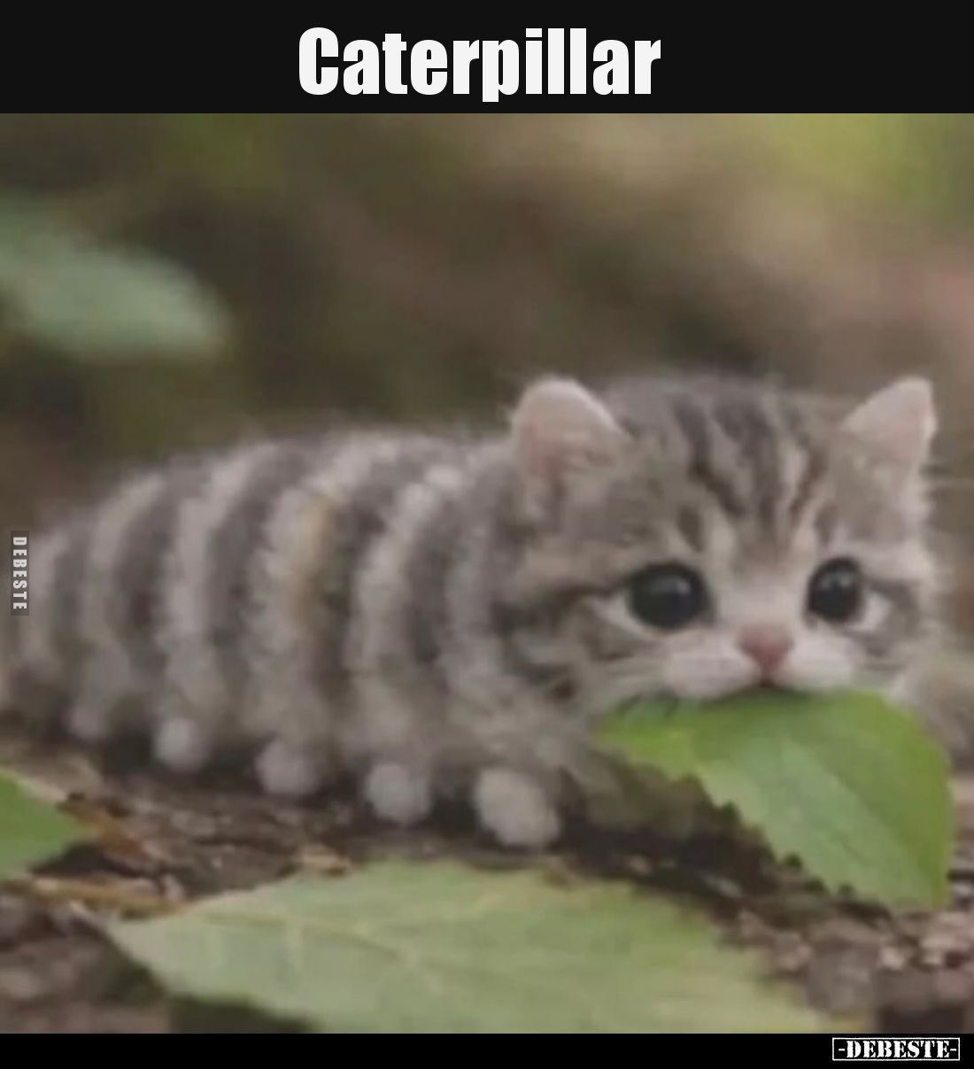 Caterpillar..