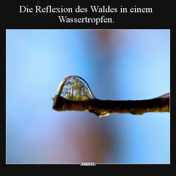 Die Reflexion des Waldes in einem Wassertropfen... - Lustige Bilder | DEBESTE.de