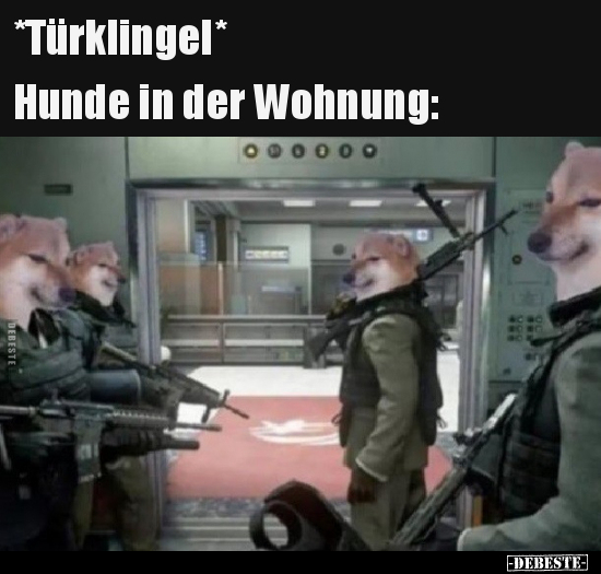 *Türklingel*.. Hunde in der Wohnung..