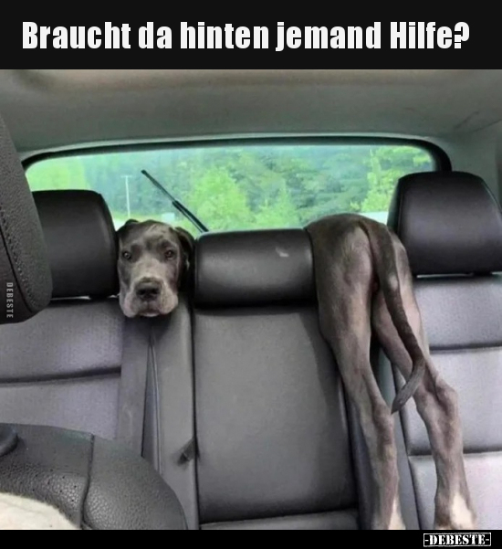 Braucht da hinten jemand Hilfe?.. - Lustige Bilder | DEBESTE.de