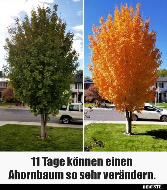 11 Tage können einen Ahornbaum so sehr verändern... - Lustige Bilder | DEBESTE.de