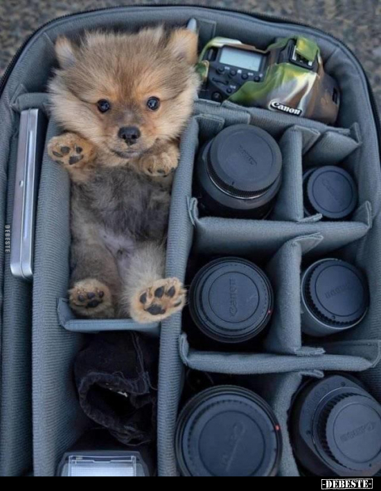  - Lustige Bilder | DEBESTE.de