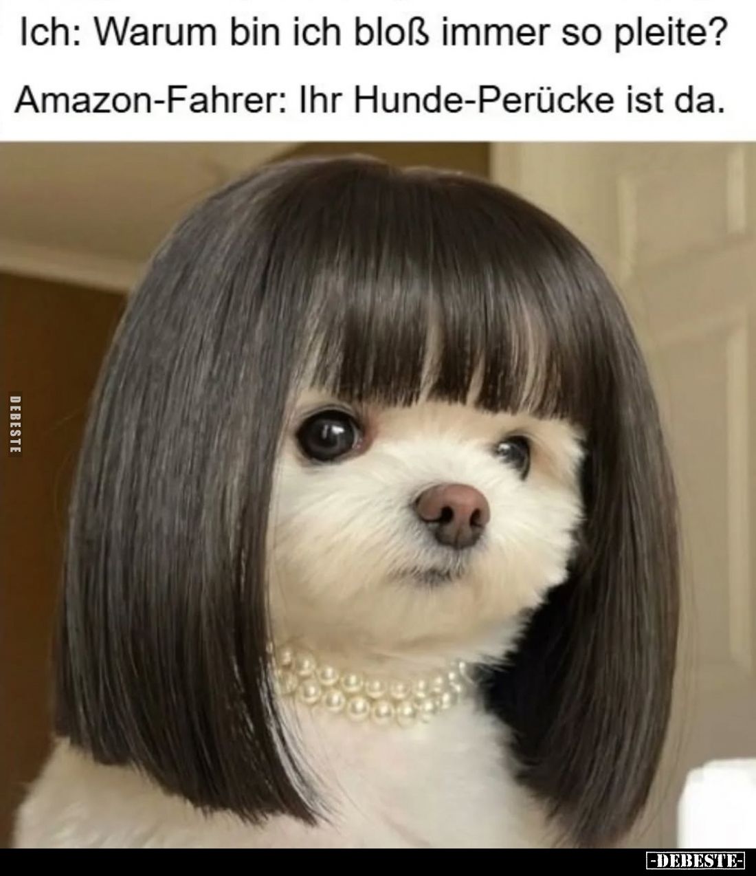 Ich: Warum bin ich bloß immer so pleite?
Amazon-Fahrer: Ihr Hunde-Perücke ist da.
