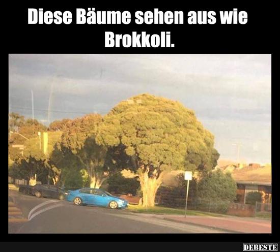 Diese Bäume sehen aus wie Brokkoli..