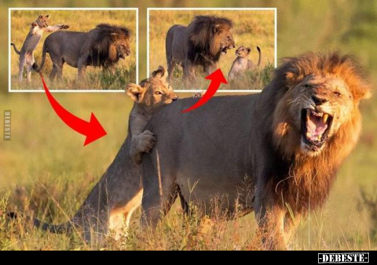  - Lustige Bilder | DEBESTE.de