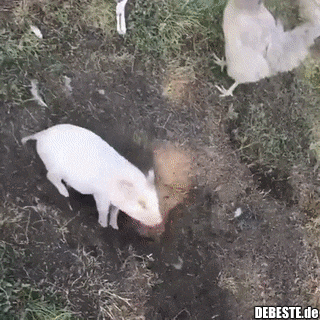 Jeder Hinterhof hat seinen eigenen Schläger..