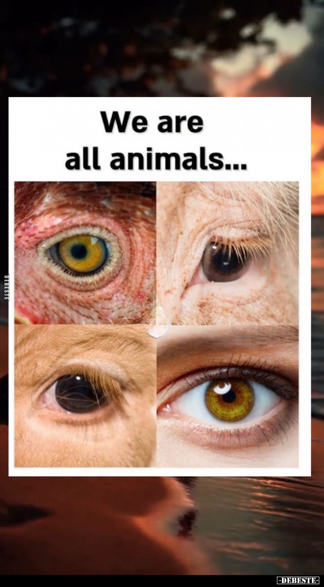 We are all animals..