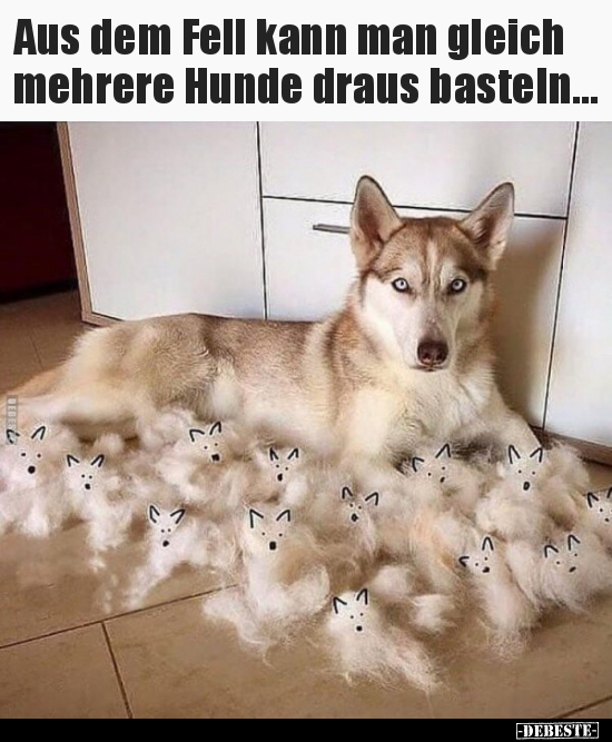 Aus dem Fell kann man gleich mehrere Hunde draus.. - Lustige Bilder | DEBESTE.de