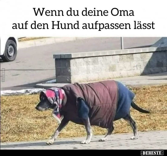 Wenn du deine Oma auf den Hund aufpassen lässt.. - Lustige Bilder | DEBESTE.de