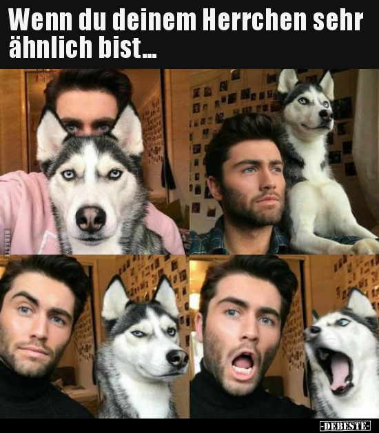 Wenn du deinem Herrchen sehr ähnlich bist...