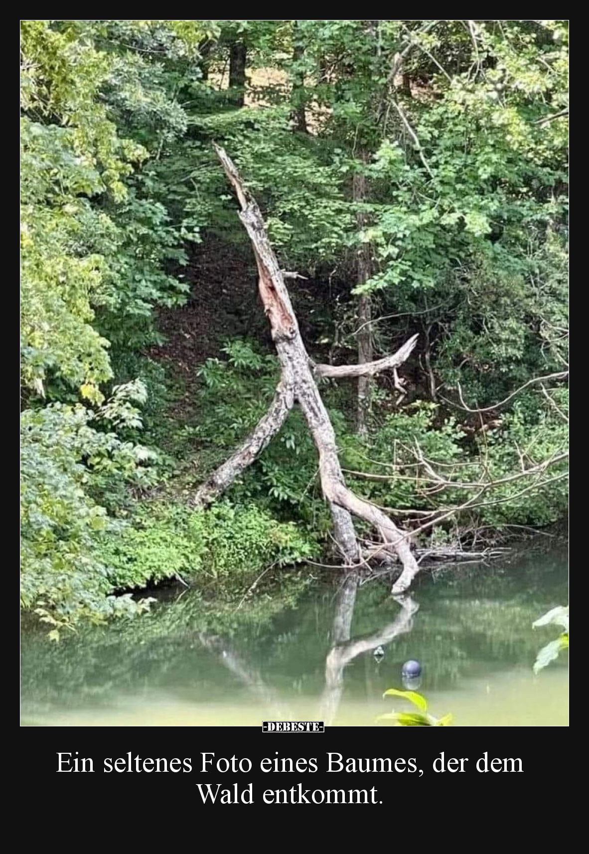 Ein seltenes Foto eines Baumes, der dem Wald entkommt... - Lustige Bilder | DEBESTE.de