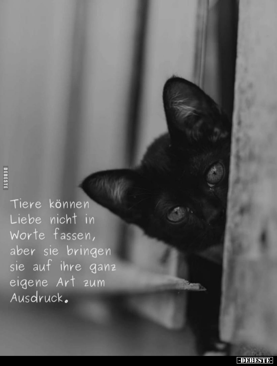 Tiere können Liebe nicht in Worte fassen, aber sie bringen sie auf ihre ganz eigene Art zum Ausdruck.