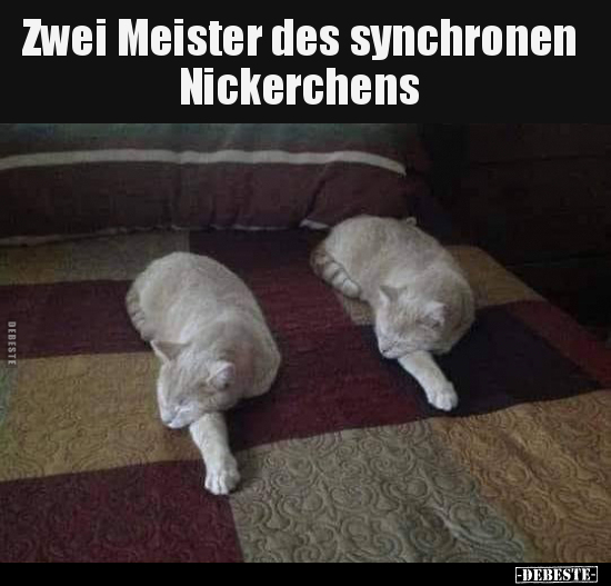 Zwei Meister des synchronen Nickerchens.. - Lustige Bilder | DEBESTE.de