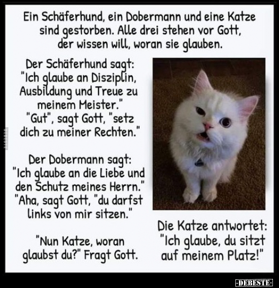 Ein Schäferhund, ein Dobermann und eine Katze.. - Lustige Bilder | DEBESTE.de