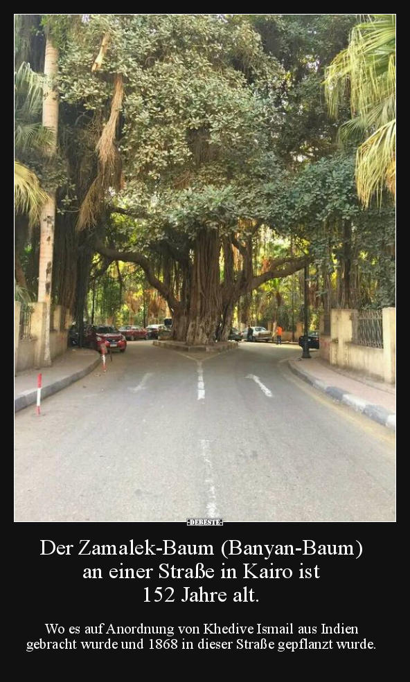 Der Zamalek-Baum (Banyan-Baum) an einer Straße in Kairo.. - Lustige Bilder | DEBESTE.de