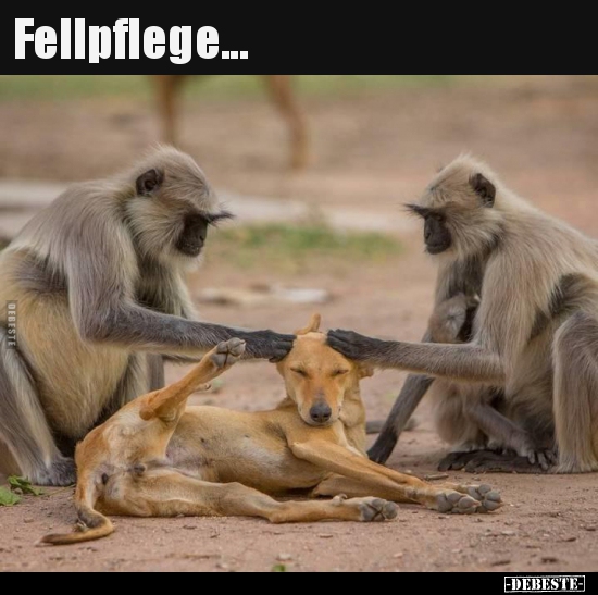 Fellpflege...