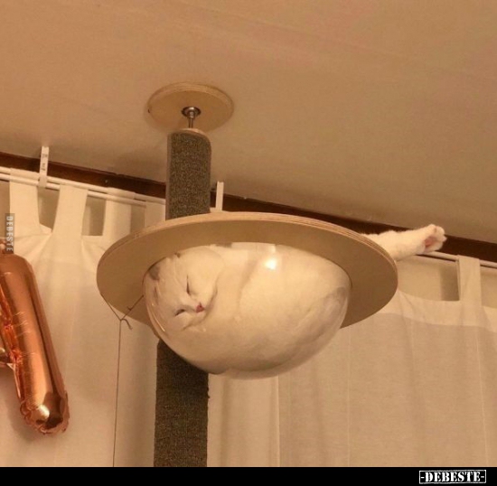  - Lustige Bilder | DEBESTE.de