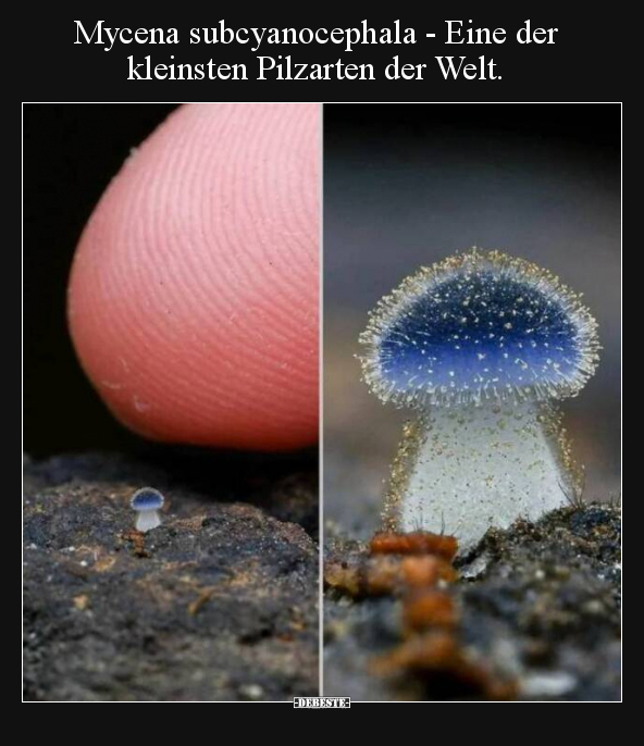 Mycena subcyanocephala - Eine der kleinsten Pilzarten der.. - Lustige Bilder | DEBESTE.de