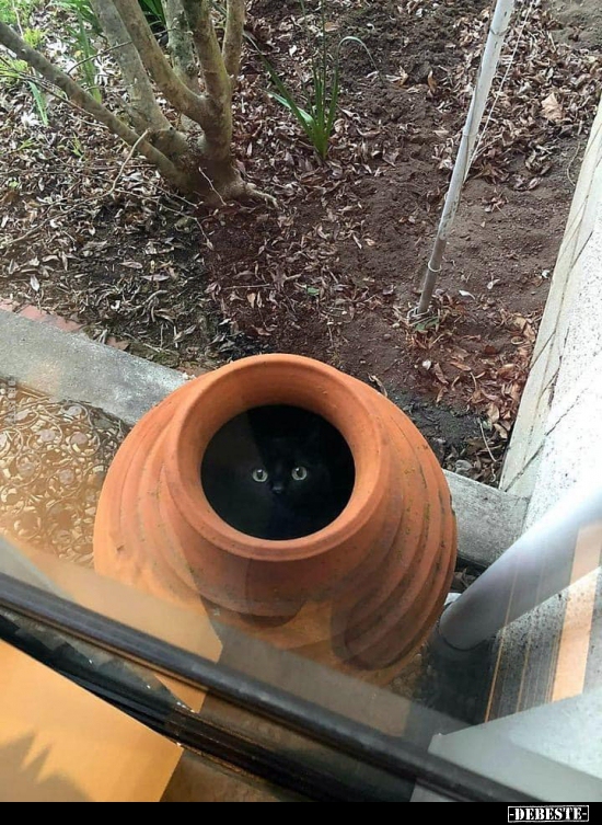  - Lustige Bilder | DEBESTE.de