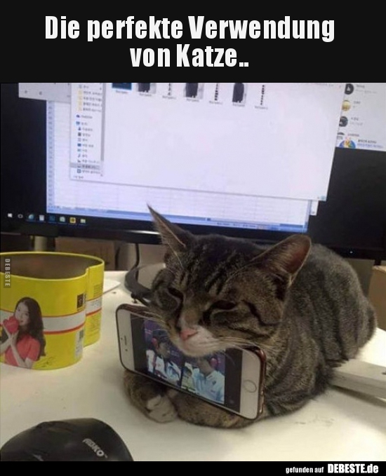 Die perfekte Verwendung von Katze..