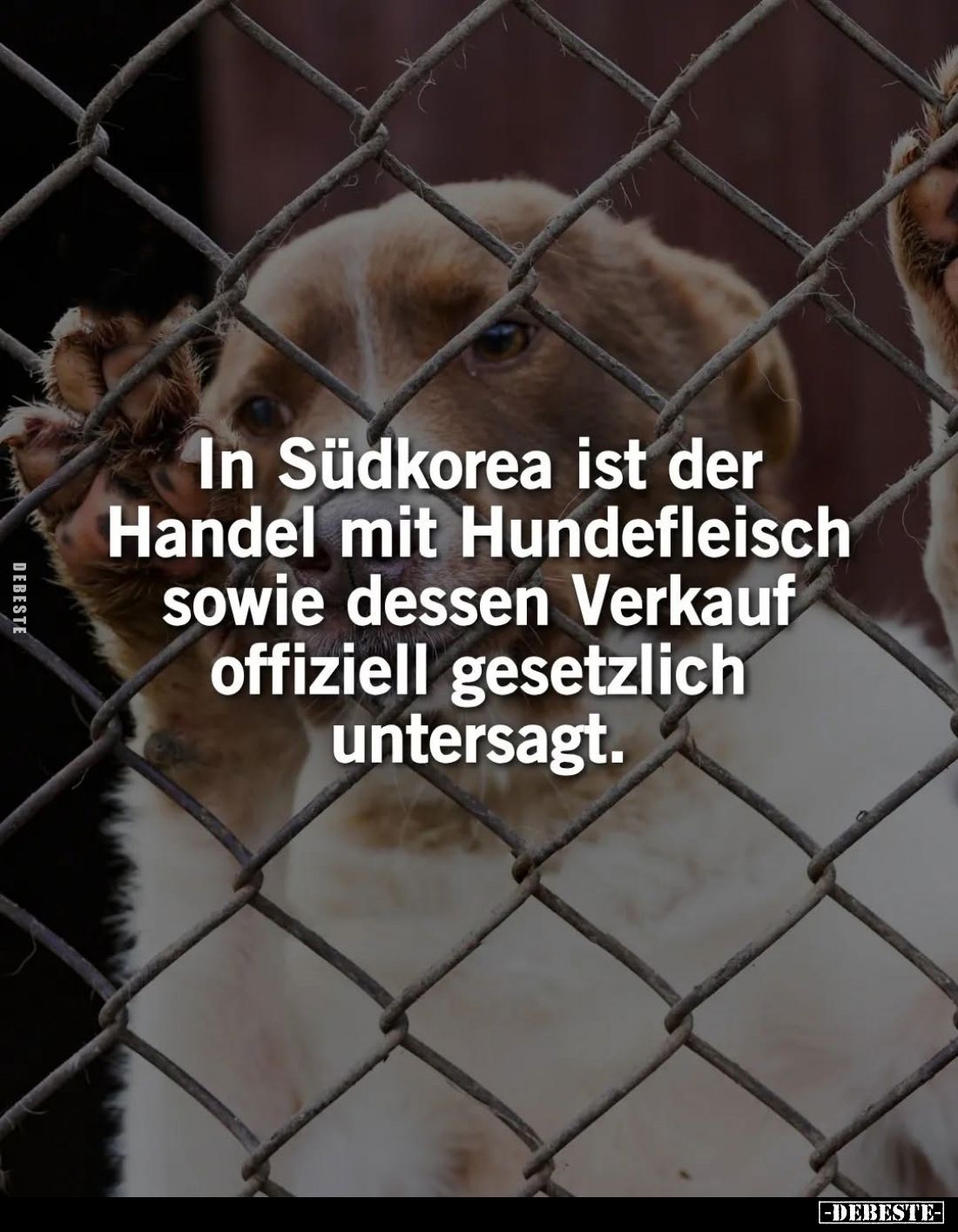 In Südkorea ist der Handel mit Hundefleisch sowie dessen Verkauf offiziell gesetzlich untersagt.
