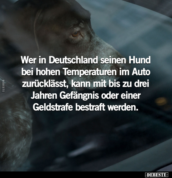 Wer in Deutschland seinen Hund bei hohen Temperaturen im.. - Lustige Bilder | DEBESTE.de