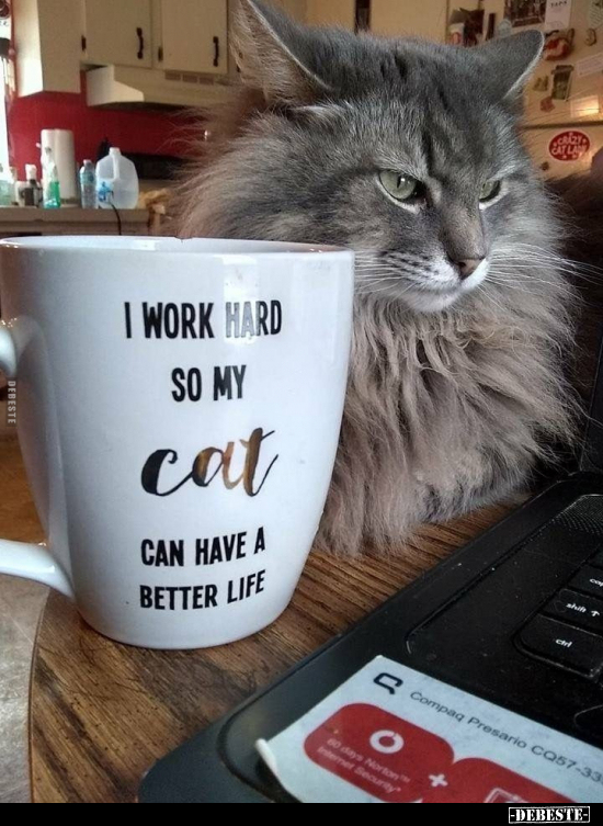  - Lustige Bilder | DEBESTE.de