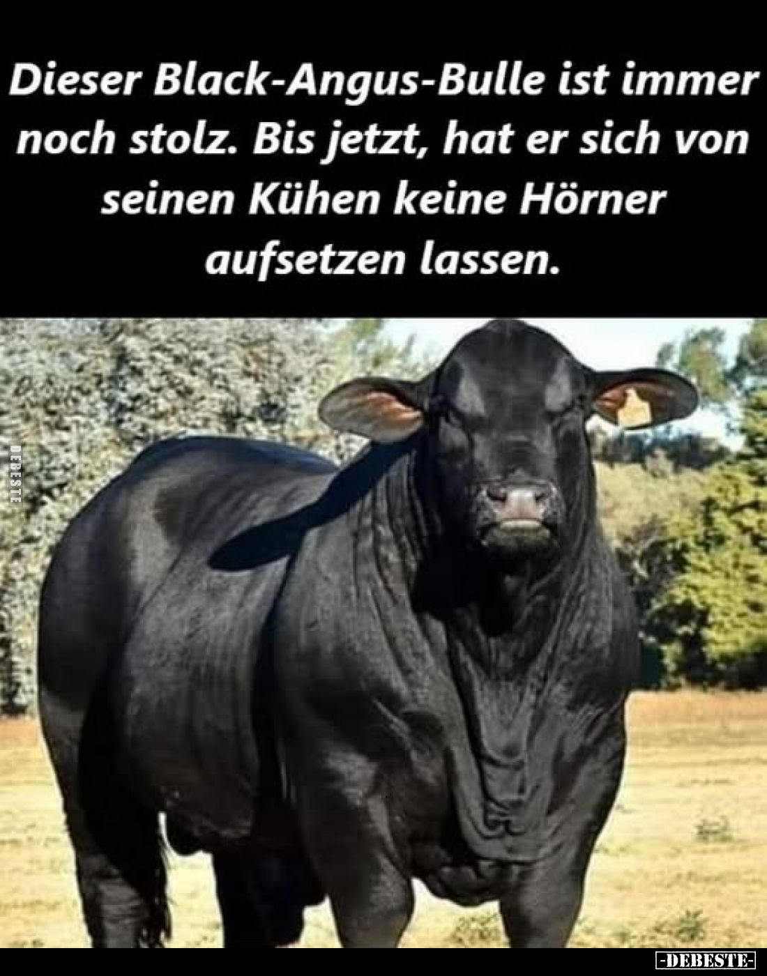 Dieser Black-Angus-Bulle ist immer noch stolz. Bis jetzt, hat er sich von seinen Kühen keine Hörner aufsetzen lassen.