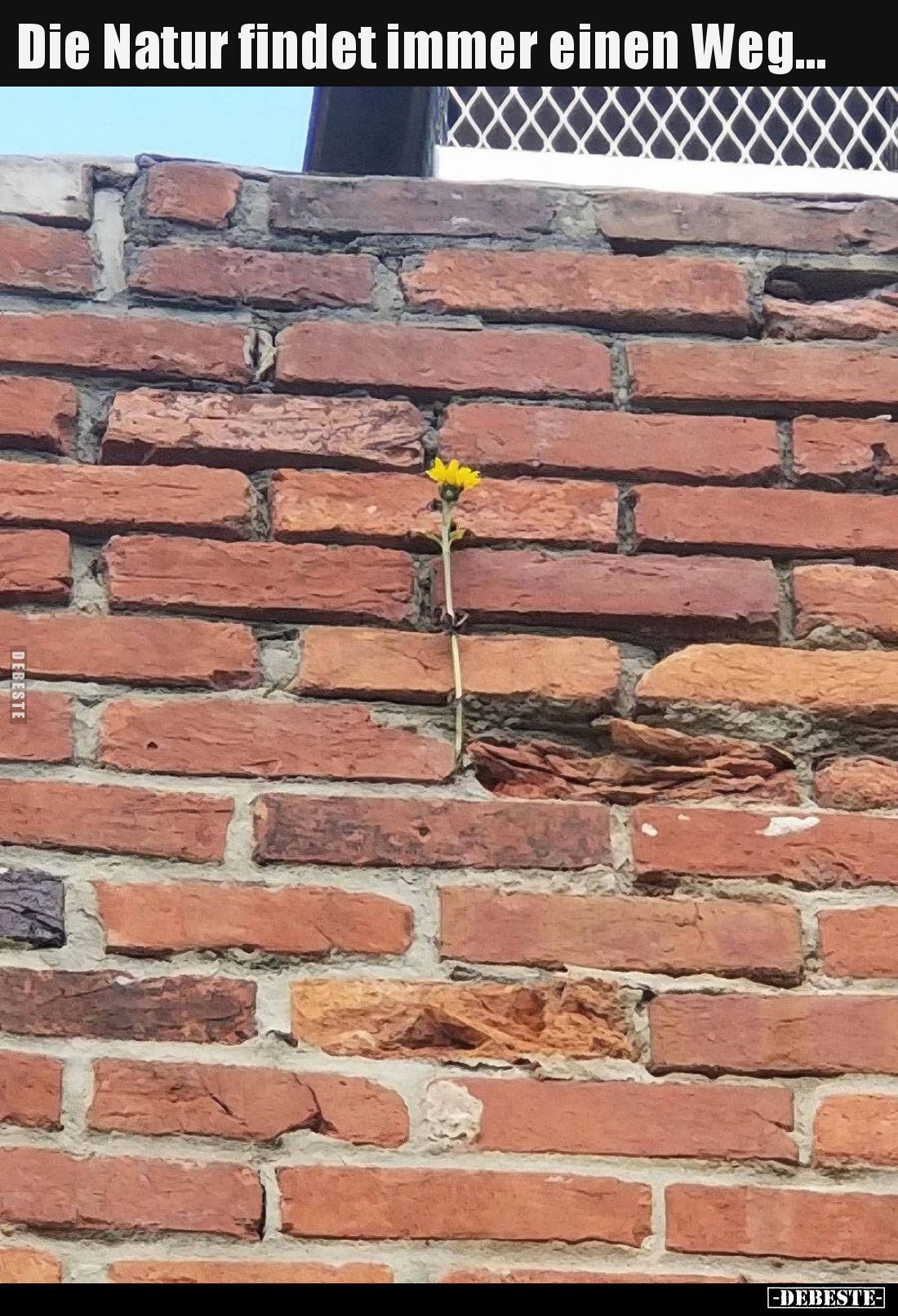 Die Natur findet immer einen Weg...