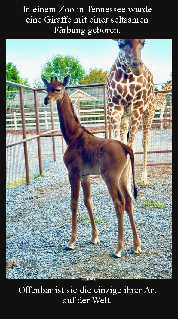 In einem Zoo in Tennessee wurde eine Giraffe mit einer.. - Lustige Bilder | DEBESTE.de