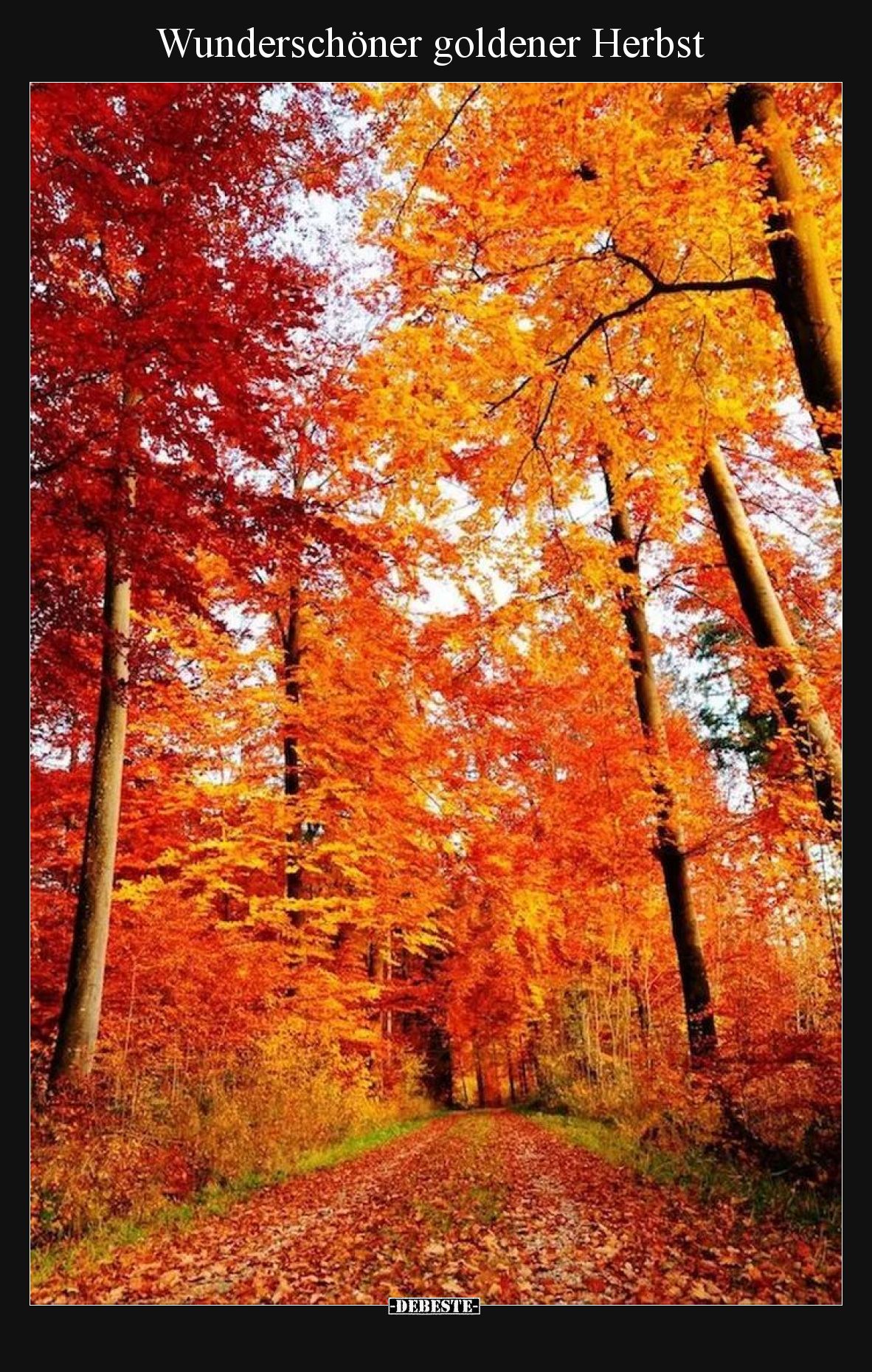 Wunderschöner goldener Herbst.. - Lustige Bilder | DEBESTE.de