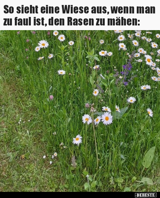 So sieht eine Wiese aus, wenn man zu faul ist.. - Lustige Bilder | DEBESTE.de