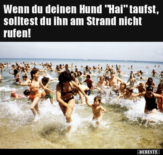 Wenn du deinen Hund "Hai" taufst, solltest du ihn am Strand.. - Lustige Bilder | DEBESTE.de