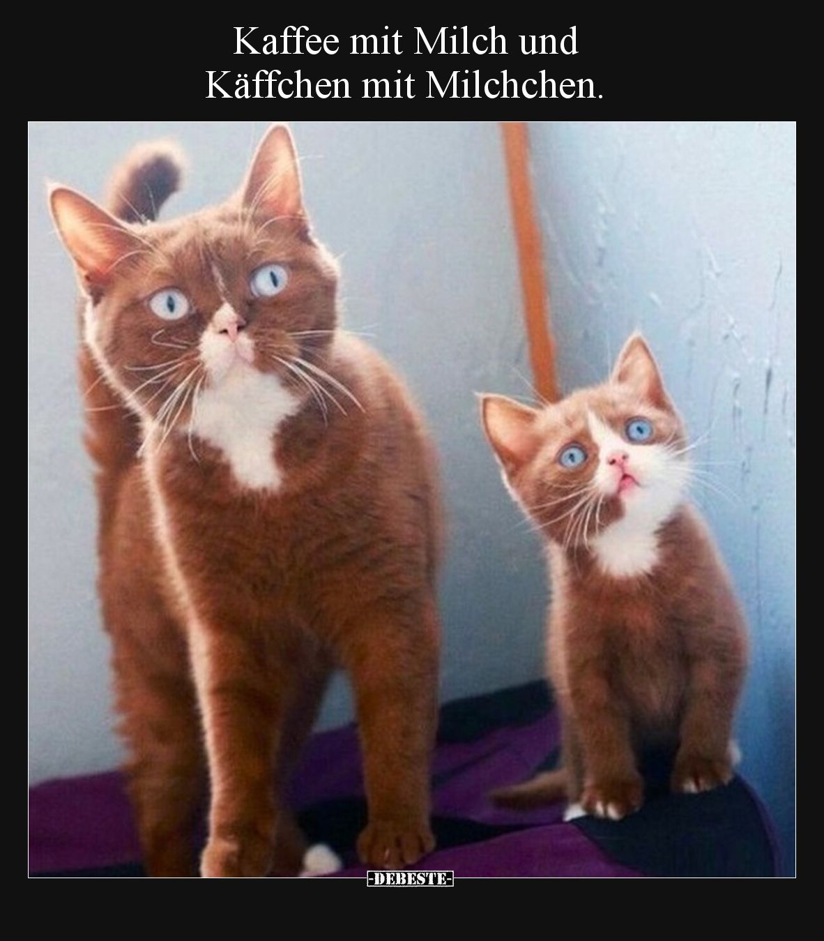 Kaffee mit Milch und Käffchen mit Milchchen... - Lustige Bilder | DEBESTE.de