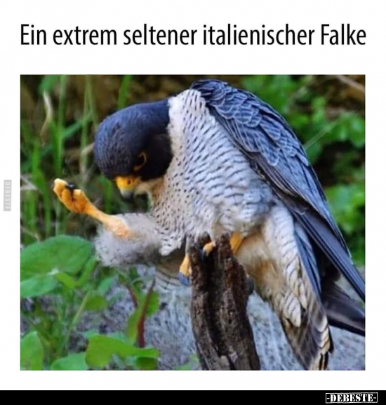 Ein extrem seltener italienischer Falke.. - Lustige Bilder | DEBESTE.de