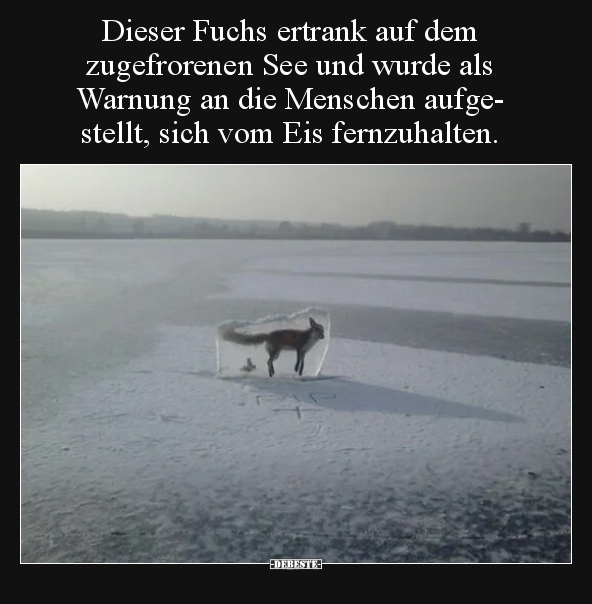 Dieser Fuchs ertrank auf dem zugefrorenen See und wurde.. - Lustige Bilder | DEBESTE.de