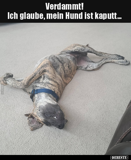 Verdammt! Ich glaube, mein Hund ist kaputt... - Lustige Bilder | DEBESTE.de