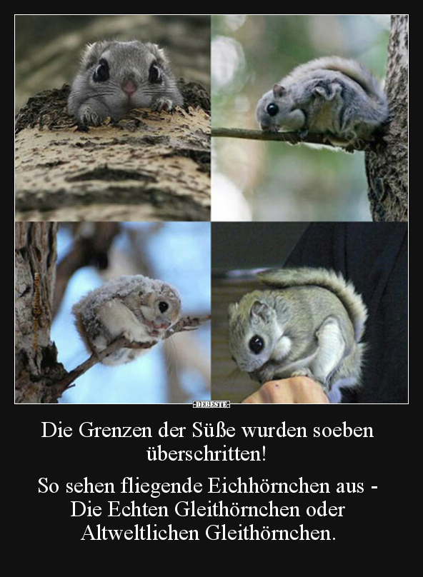 Die Grenzen der Süße wurden soeben überschritten!.. - Lustige Bilder | DEBESTE.de