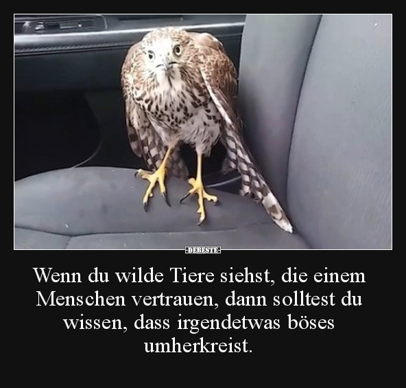 Wenn du wilde Tiere siehst, die einem Menschen vertrauen.. - Lustige Bilder | DEBESTE.de