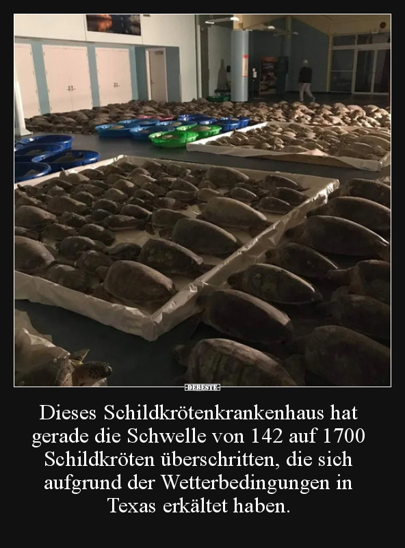 Dieses Schildkrötenkrankenhaus hat gerade die Schwelle von.. - Lustige Bilder | DEBESTE.de