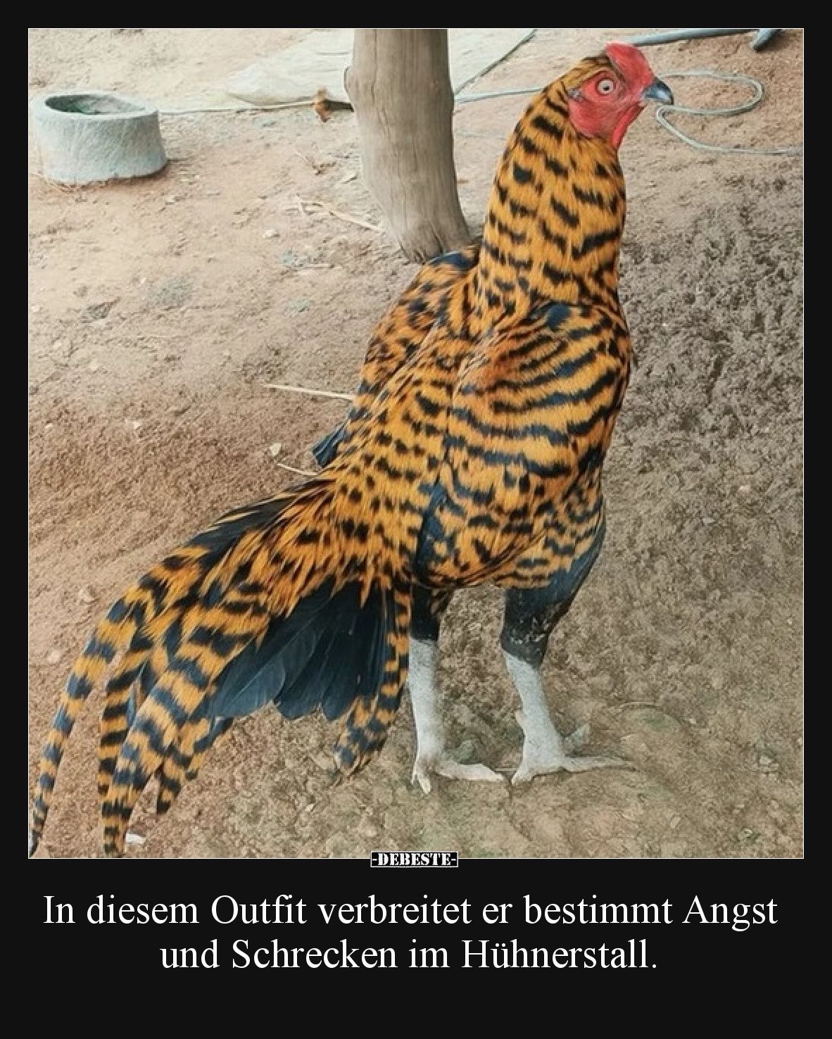In diesem Outfit verbreitet er bestimmt Angst und Schrecken im Hühnerstall.