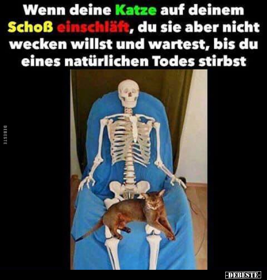 Wenn deine Katze auf deinem Schoß einschläft, du sie aber..