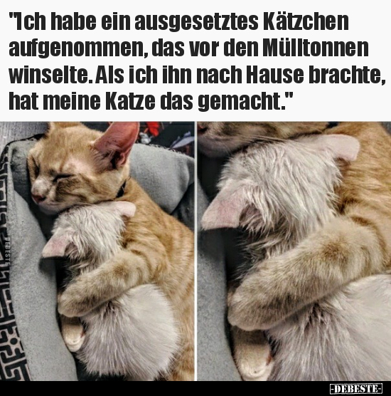 "Ich habe ein ausgesetztes Kätzchen aufgenommen, das vor.." - Lustige Bilder | DEBESTE.de