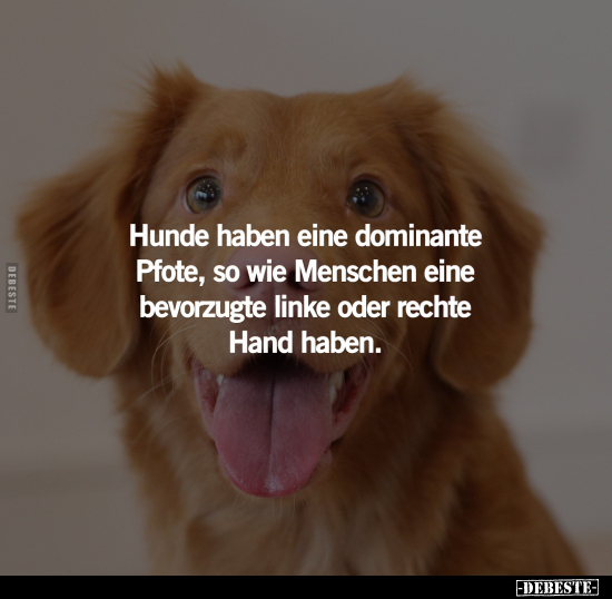 Hunde haben eine dominante Pfote.. - Lustige Bilder | DEBESTE.de