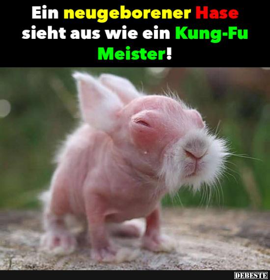 Ein Neugeborener Hase Lustige Bilder Spruche Witze Echt Lustig