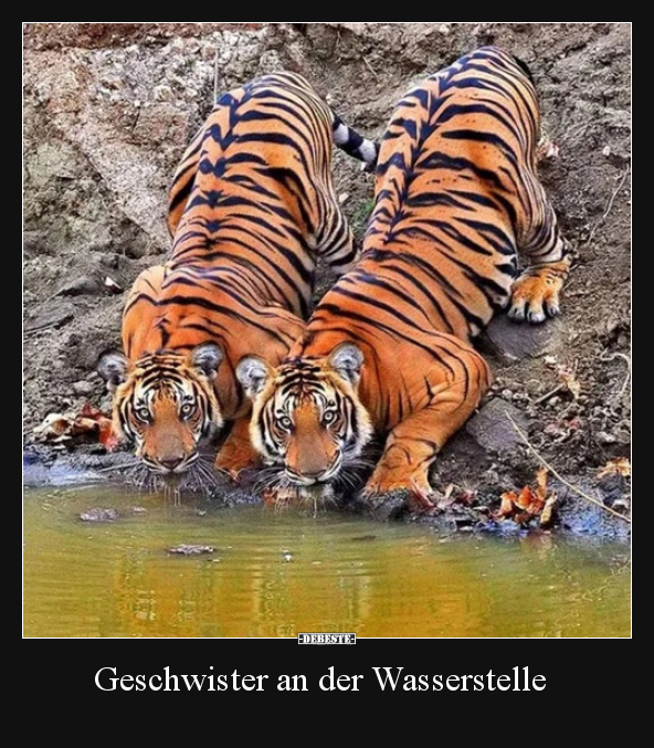 Geschwister an der Wasserstelle.. - Lustige Bilder | DEBESTE.de