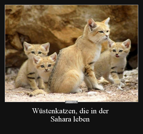 Wüstenkatzen, die in der Sahara leben.. - Lustige Bilder | DEBESTE.de