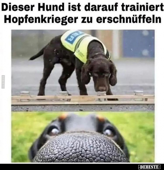 Dieser Hund ist darauf trainiert Hopfenkrieger zu.. - Lustige Bilder | DEBESTE.de