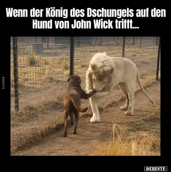 Wenn der König des Dschungels auf den Hund von John Wick.. - Lustige Bilder | DEBESTE.de